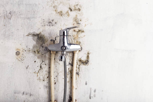 Best Mold Cleaning Services  in Bosque Farms, NM