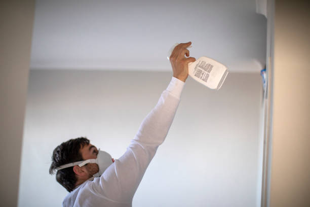 Best Same-Day Mold Removal  in Bosque Farms, NM