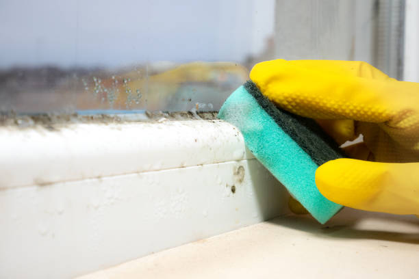 Best Crawl Space Mold Removal  in Bosque Farms, NM